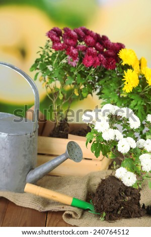 Rustic table with flowers, pots, potting soil, watering can and plants. Planting flowers concept