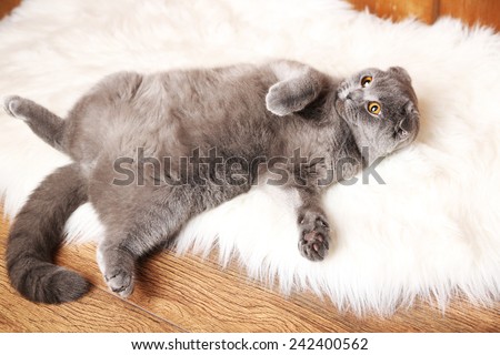 British short hair cat lying on back on fur rug on wooden background