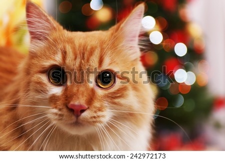 Lovable red cat on Christmas tree background