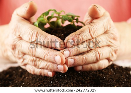 Hands of old woman and young plant, closeup view