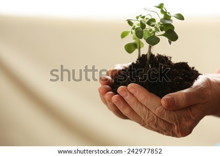 Hands of old woman and young plant on light background