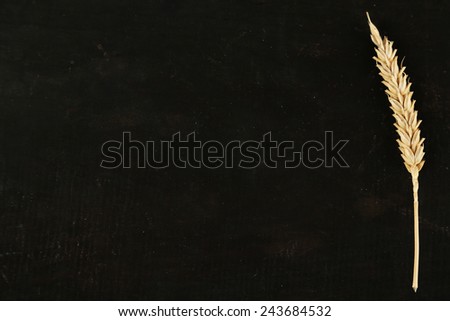 Spikelet of wheat on black wooden background