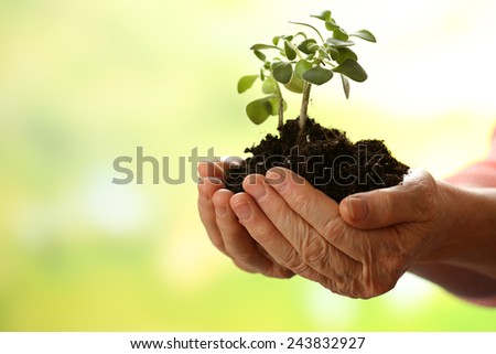Hands of old woman and young plant on light background