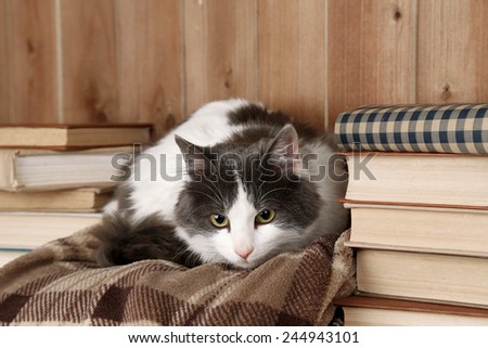 Cute cat lying on plaid with books