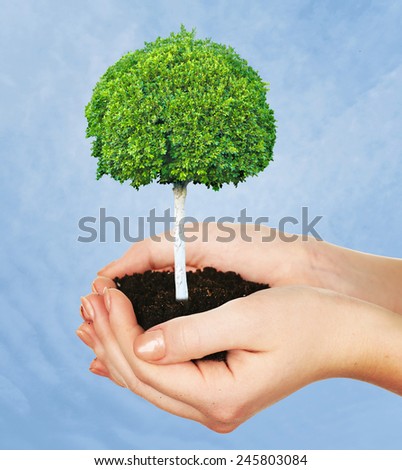 Small tree in hands on blue background