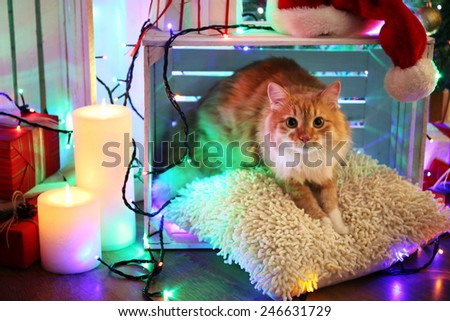 Red cat on pillow no wooden floor and Christmas decoration background