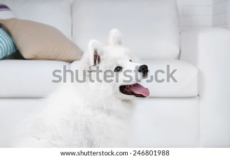 Portrait of Samoyed dog on white sofa background