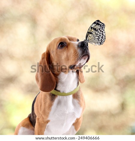 Colorful butterfly sitting on dog\'s nose on autumn background