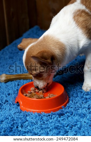 Puppy eating food from dish, on wooden wall background