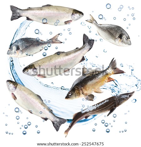 Collage of fresh fishes