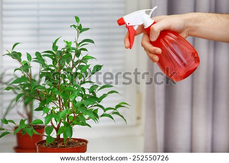 Male hand spraying flowers on white window background