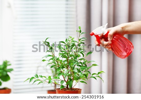 Male hand spraying flowers on white window background