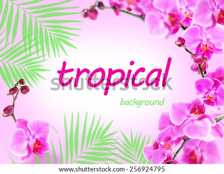 Bright frame made of orchid flowers and green palm leaves with space for text