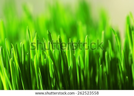 Wet grass close-up background