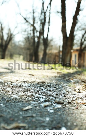 Shards of glass on road with trees, outdoors