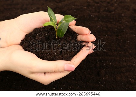 Female handful of soil with small green plant