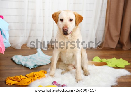 Dog in messy room