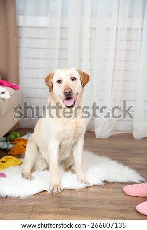 Dog in messy room
