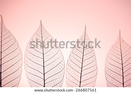 Skeleton leaves on pink background, close up