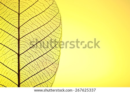 Skeleton leaf on yellow background, close up