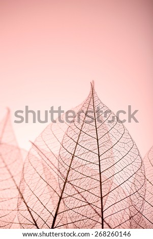 Skeleton leaves on pink background, close up