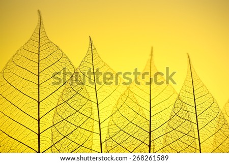 Skeleton leaves on yellow background, close up
