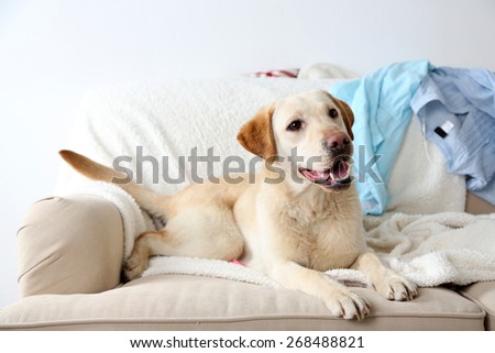 Dog in messy room, lying on sofa, close-up