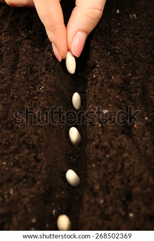 Female hand planting white bean seeds in soil, closeup
