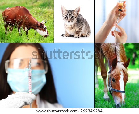 Vaccination and treatment of animals, collage
