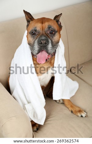Cute dog with white towel sitting on sofa, on home interior background