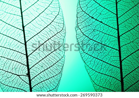 Skeleton leaves on green background, close up