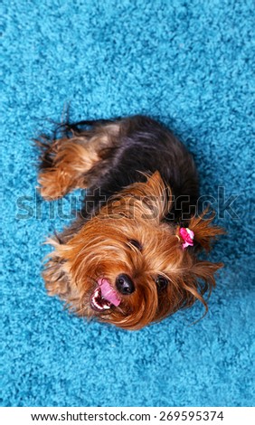 Cute Yorkshire terrier dog on blue carpet background