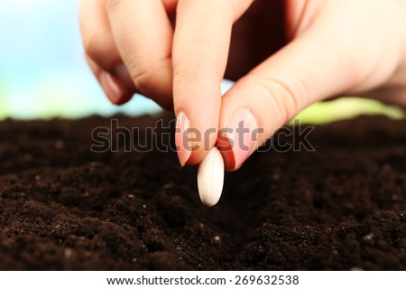 Female hand planting white bean seed in soil, closeup