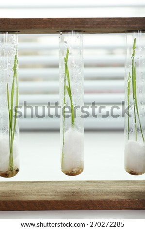 Sprouted grains in glass test tubes on windowsill background