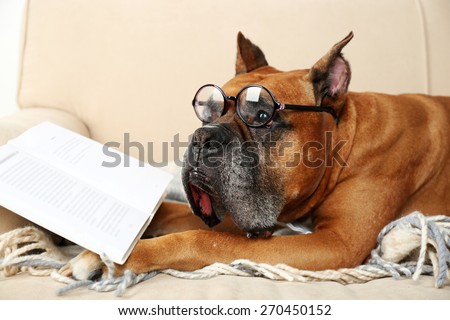 Cute dog in funny glasses and book lying on sofa, on home interior background