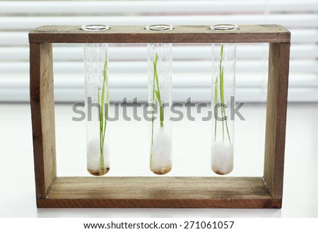 Sprouted grains in glass test tubes on windowsill background