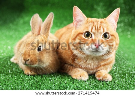 Red cat and rabbit on green grass background