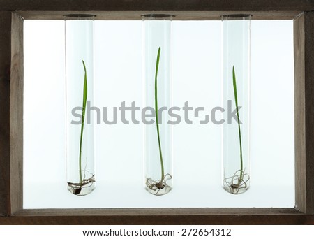 Sprouted grains in glass test tubes isolated on white