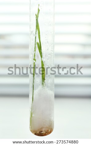 Sprouted grains in glass test tube on windowsill background