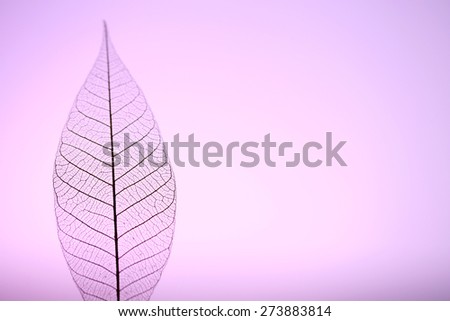 Skeleton leaf on purple background, close up