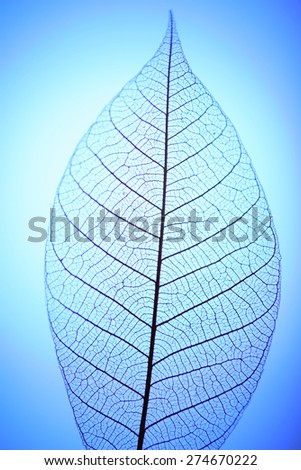 Skeleton leaf on blue background, close up