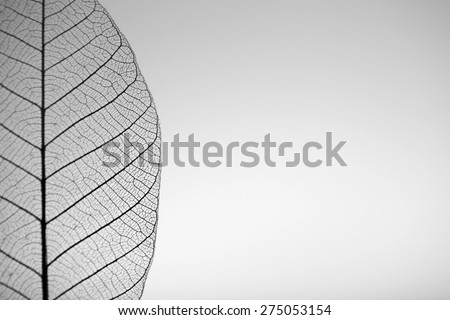 Skeleton leaf on grey background, close up