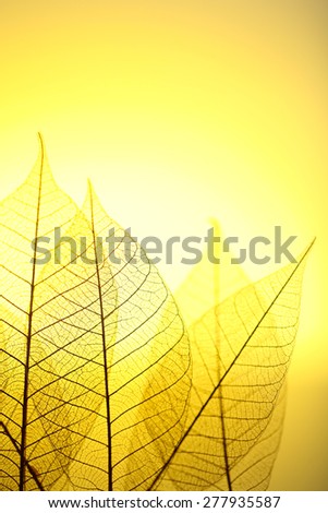 Skeleton leaves on yellow background, close up