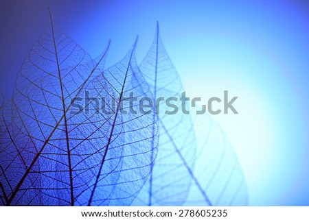 Skeleton leaves on blue background, close up