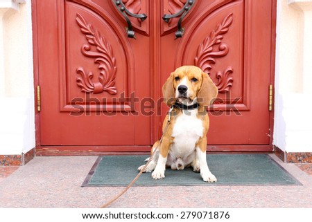 Funny cute dog near door at home