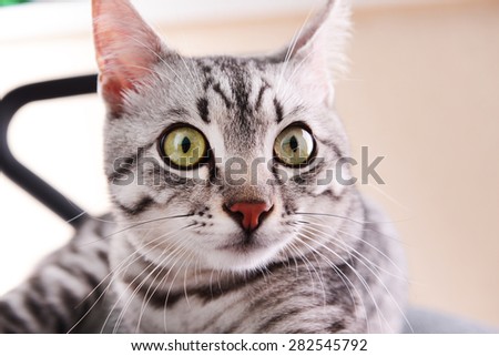Beautiful cat on chair close-up