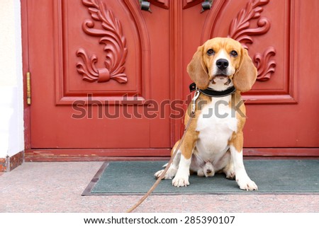 Funny cute dog near door at home