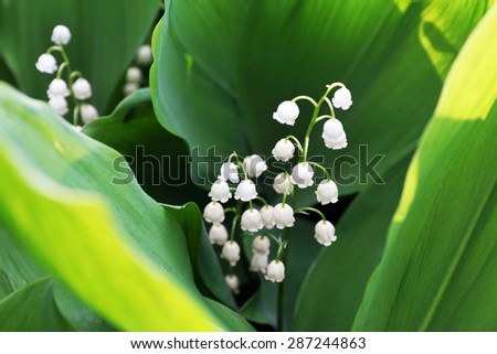 Beautiful lilies of valley outdoors