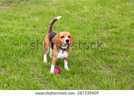 Funny cute dog in park