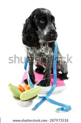 Dog on scale near bowl of fresh vegetables, isolated on white